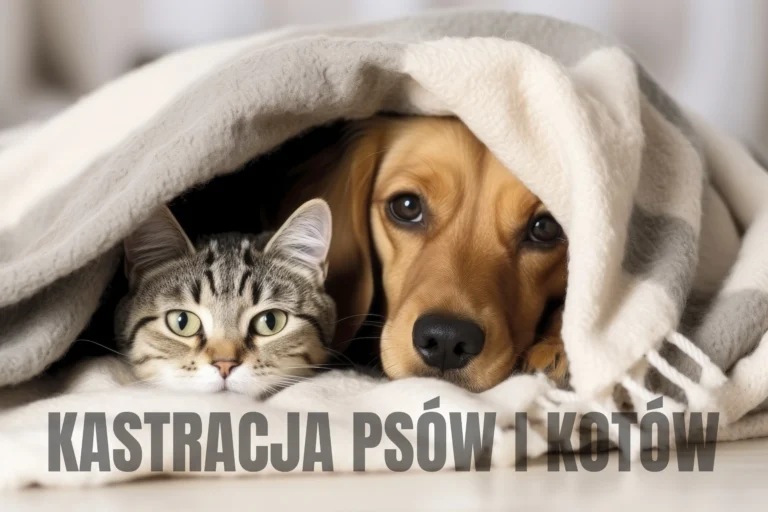 Dofinansowanie do kastracji psów i kotów w 2026 r.