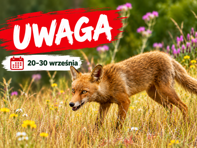 Jesienna akcja szczepienia lisów przeciwko wściekliźnie